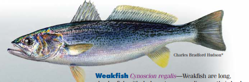 Weakfish